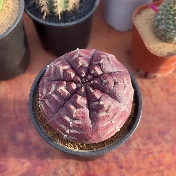 只***赵大号梦想仙人球1234