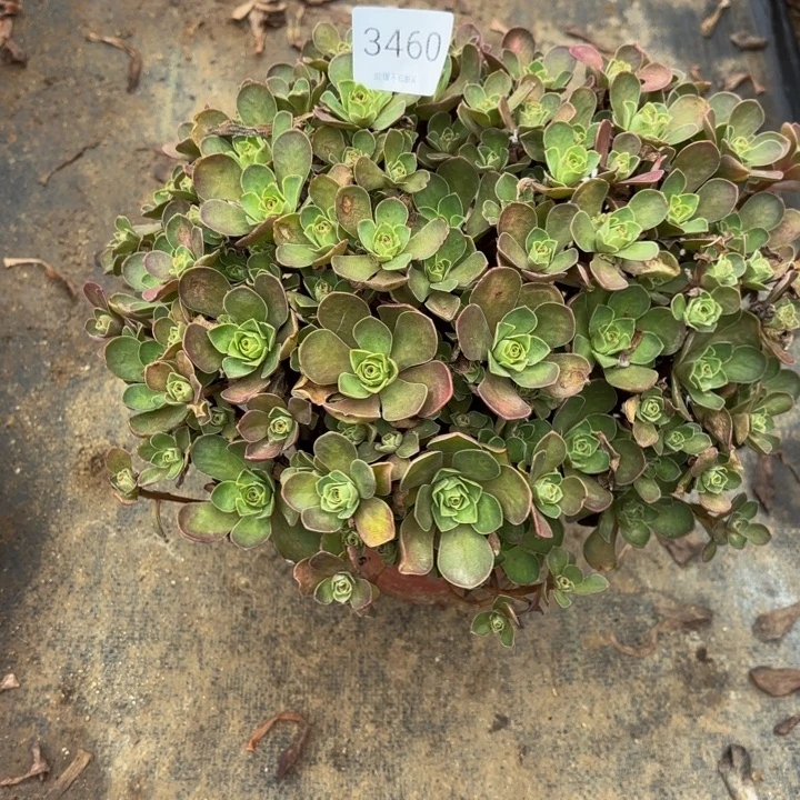 树玫瑰多肉处理不包断头3460