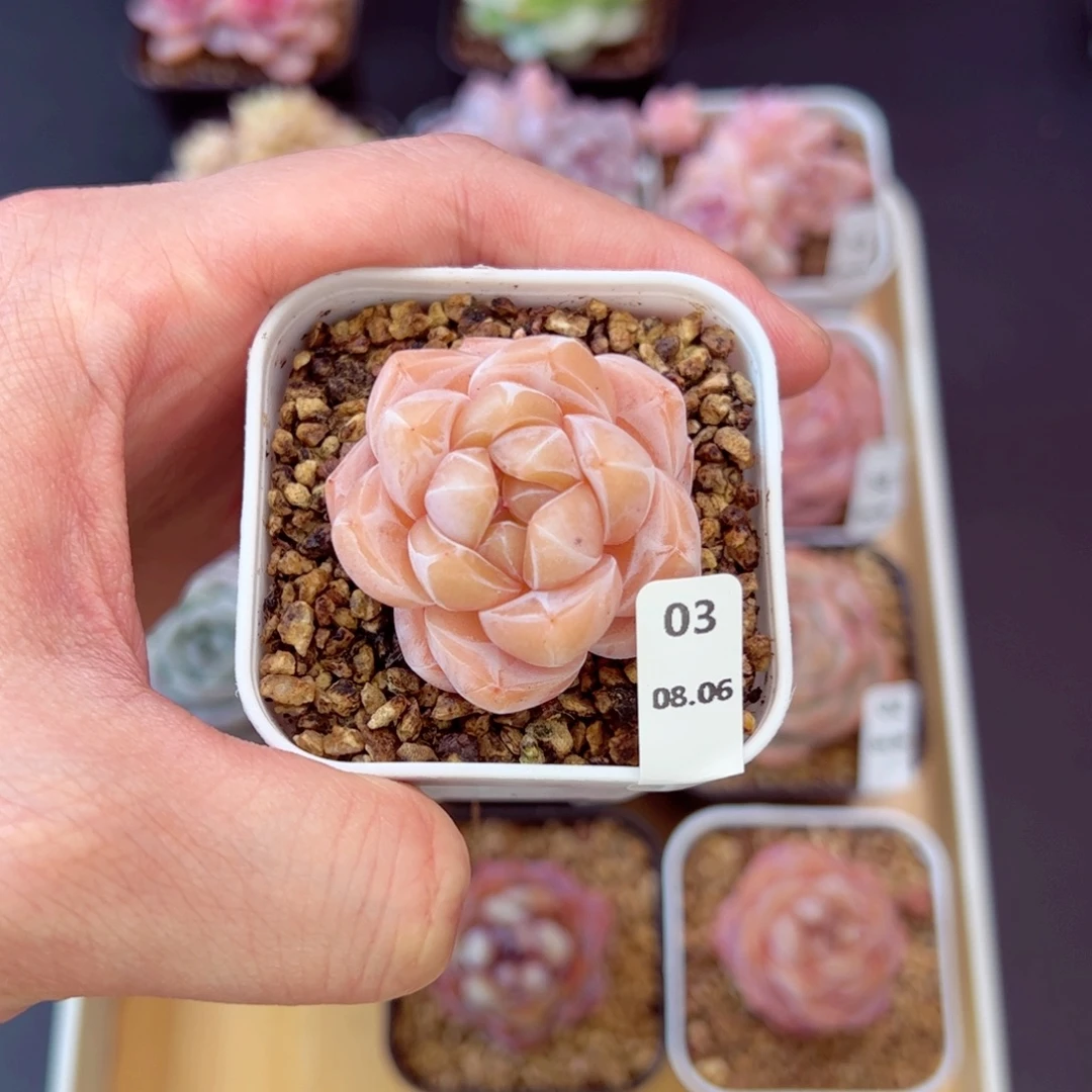 茶卡03、哈哈哈哈哈