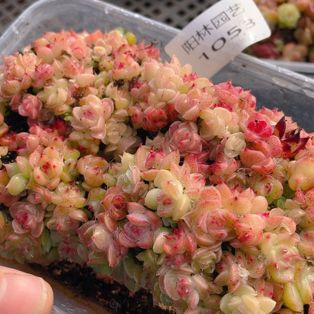 浅***止多肉植物多肉植物1053