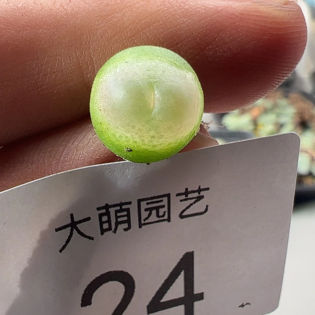 一物一拍。          24