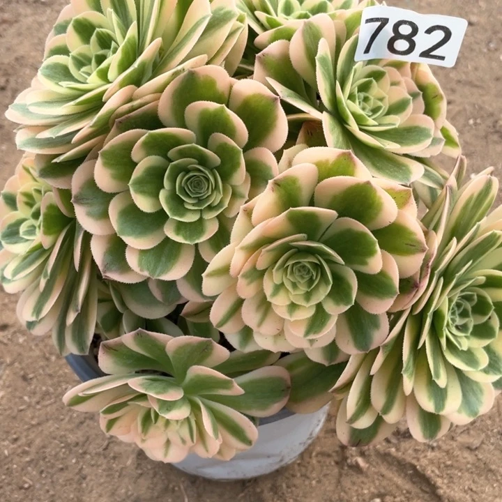 782多肉植物迈巴赫有砍