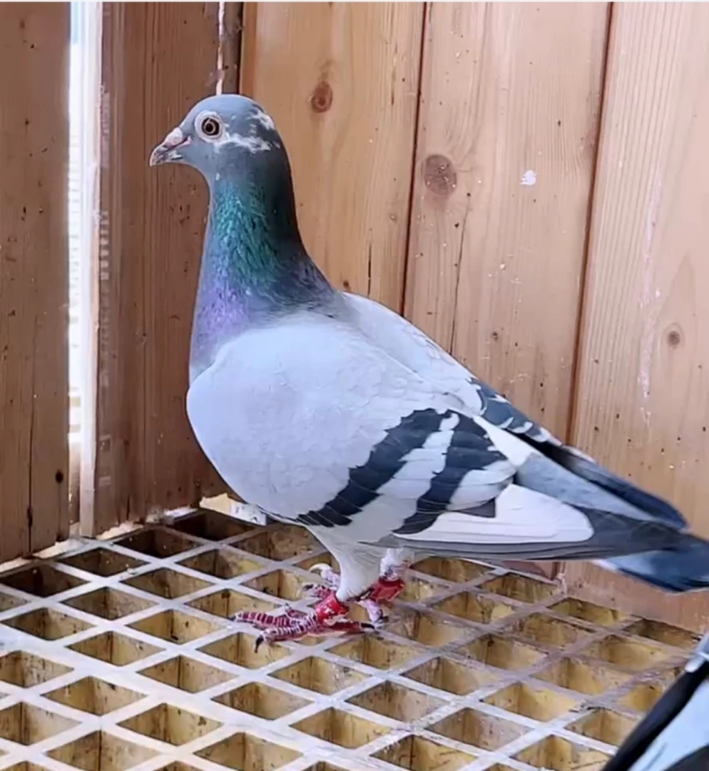 赛鸽  种鸽 鸽子用品