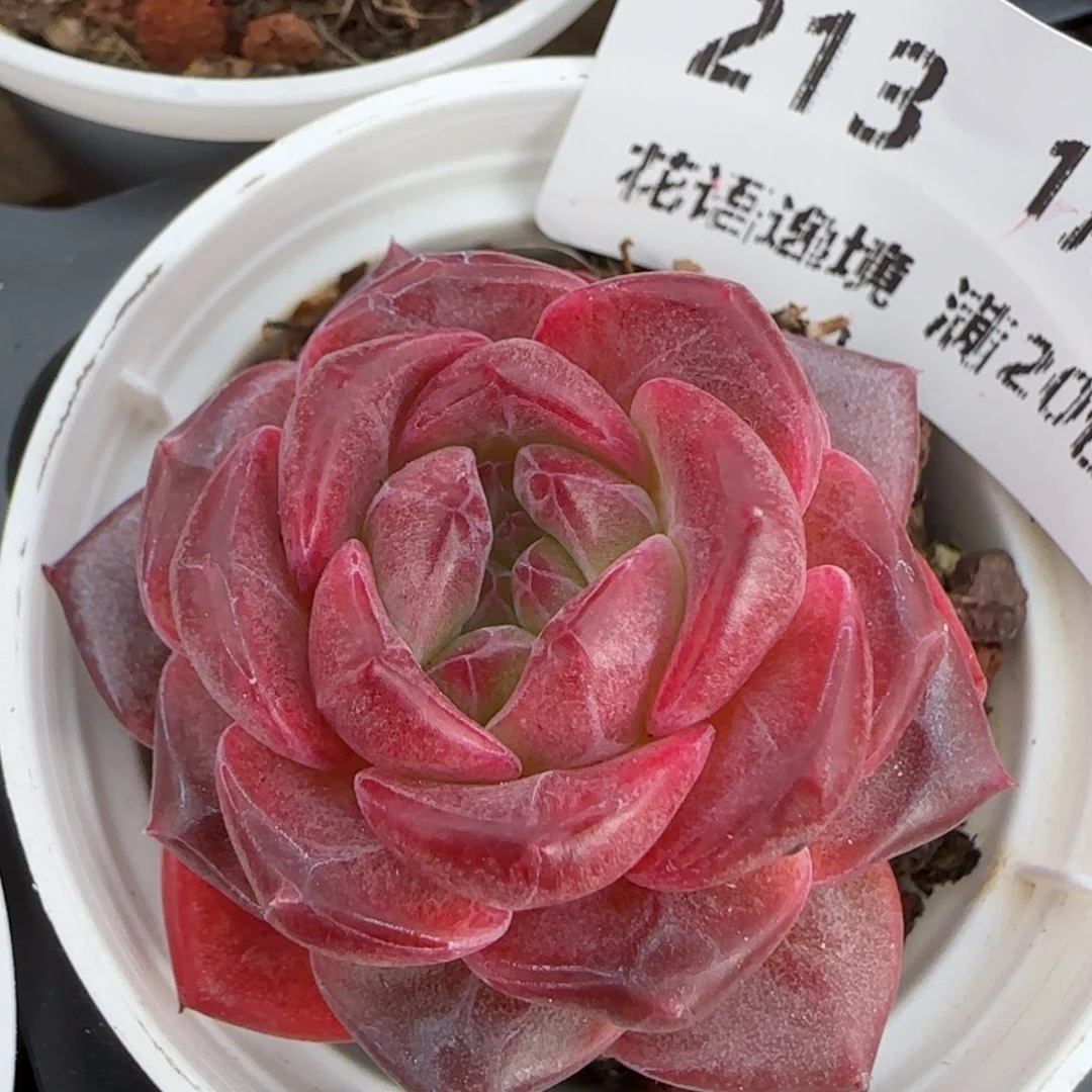 花语逸镜0130-213