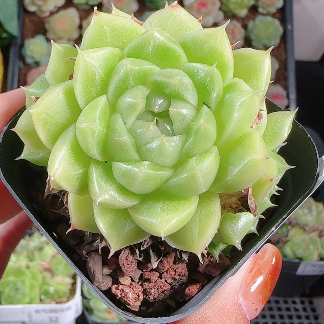 1010-34麦秆优选不包整