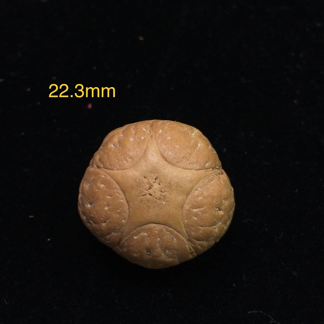 尼泊尔凤眼麒麟大五星尺寸20-23mm