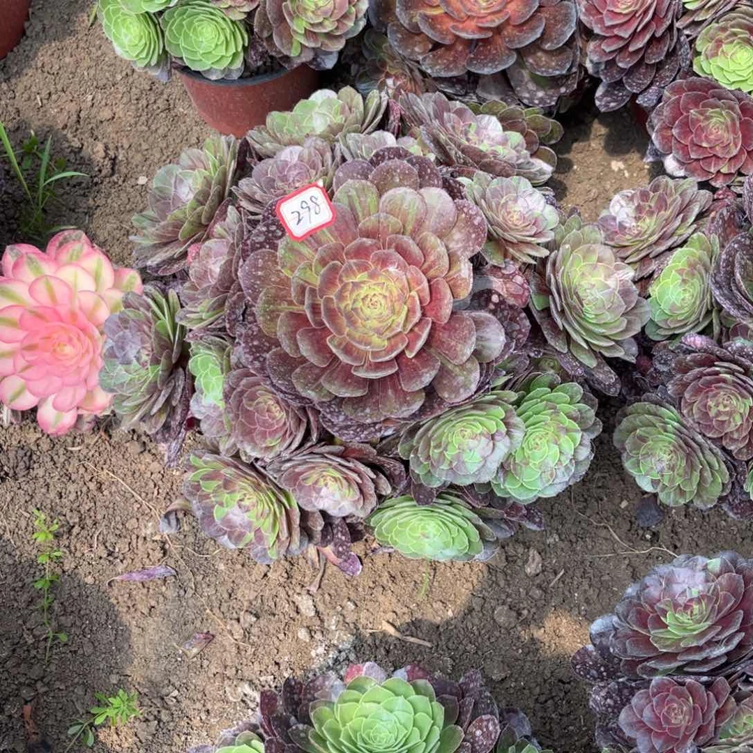 九*九298多肉植物花月夜