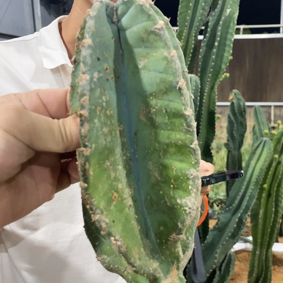 无花朵苹果侧芽高20公分左右无根