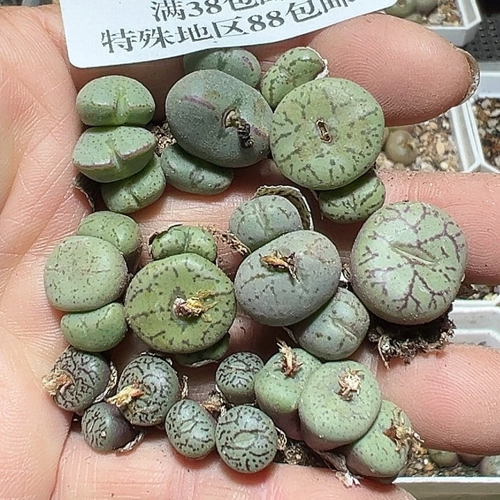 363号新手福利肉锥混10个