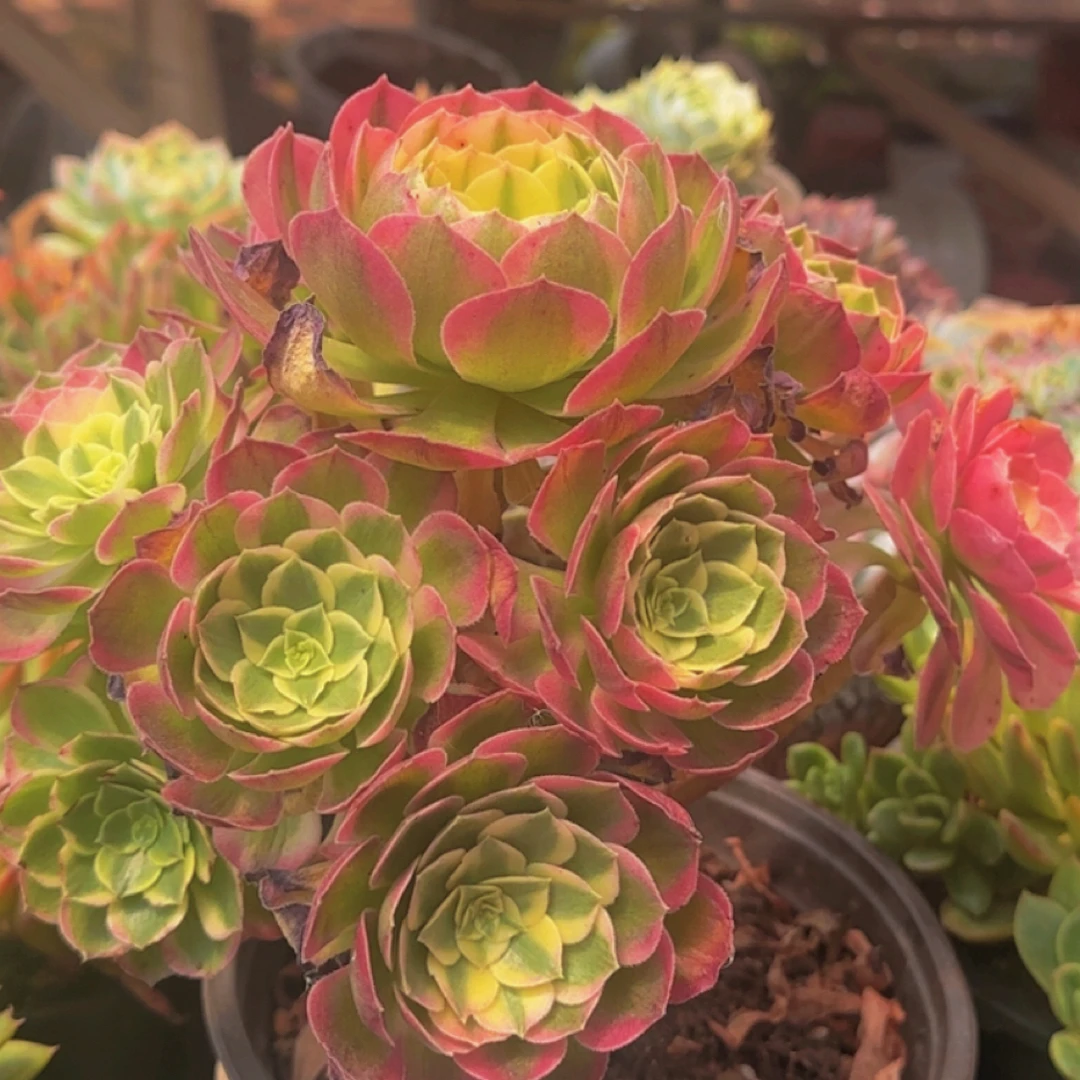 多肉植物万环腹轮景手捧（绿植.花卉.盆栽.精品多肉  花草  法师