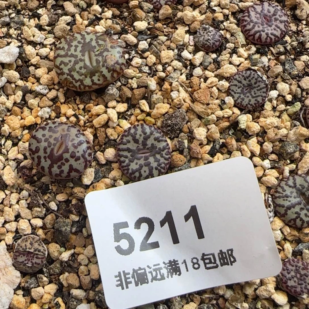 优***优5211--一物一拍 wc一颗
