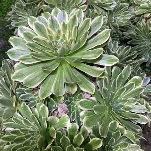 碧浪老桩多肉28.8