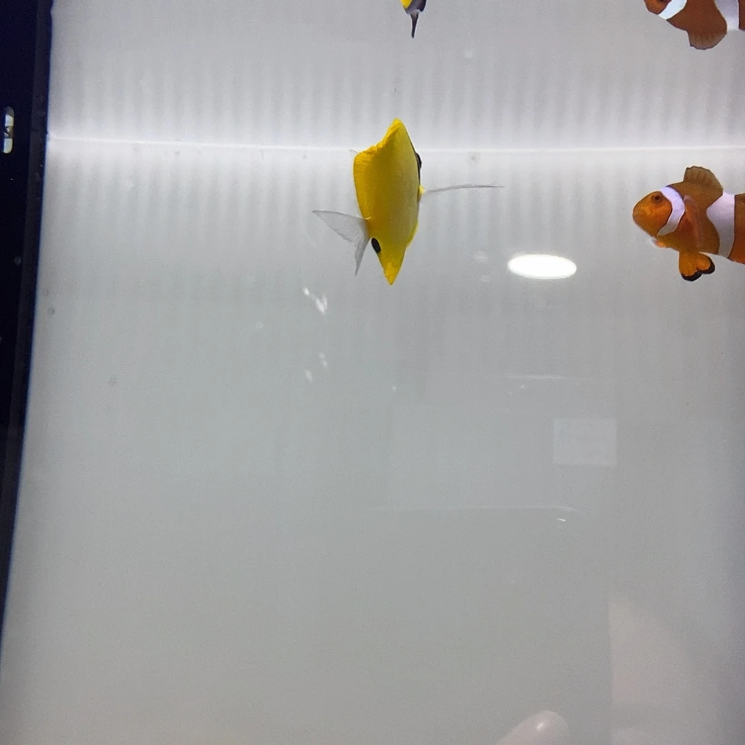 海水鱼海水观赏鱼黄火箭、人工公子2条