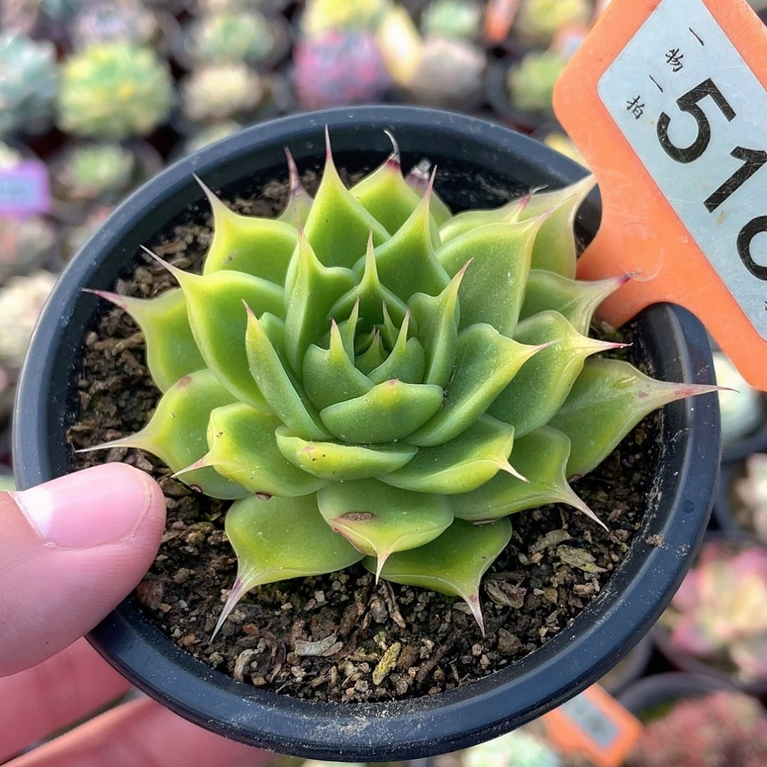 海胆516号多肉植物