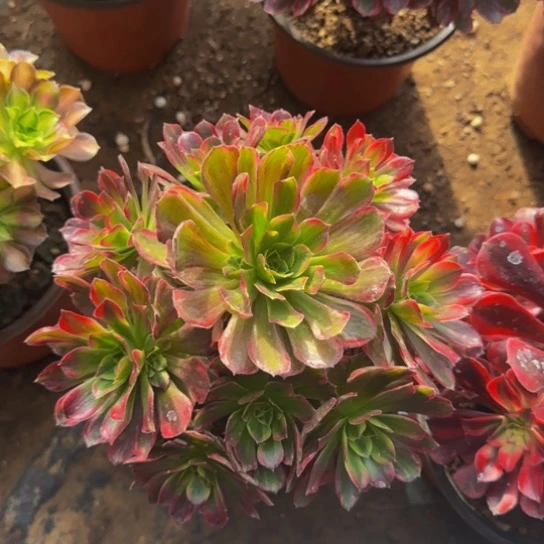 安娜法师9.9清棚福利