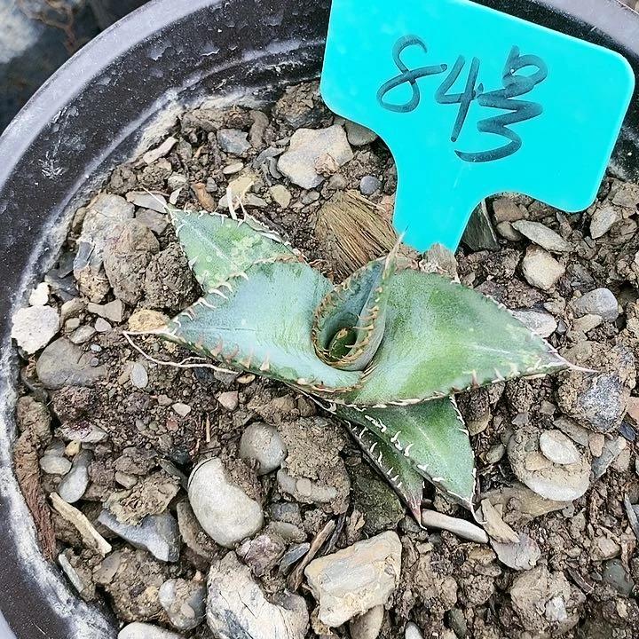 【闪购商品】无花朵龙舌兰黑排仁王冠