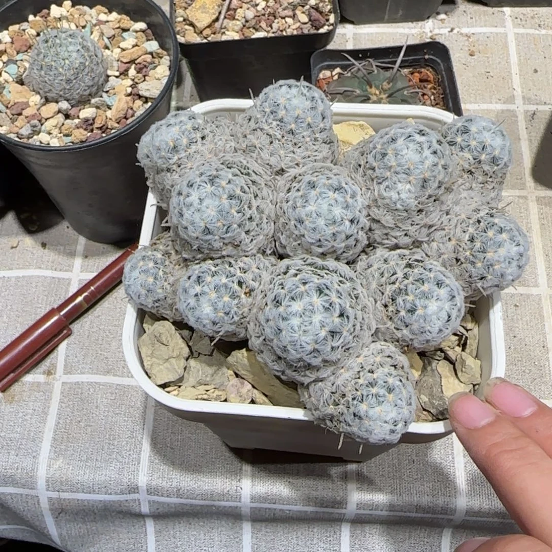 口***妹0507实生杜伟娜娜多肉