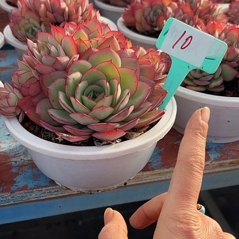 云***墨10牡丹亭带盆一个多肉