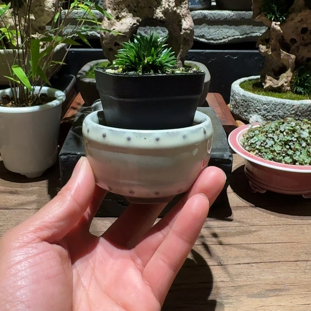 红陶地**?贵船苔小圆盆