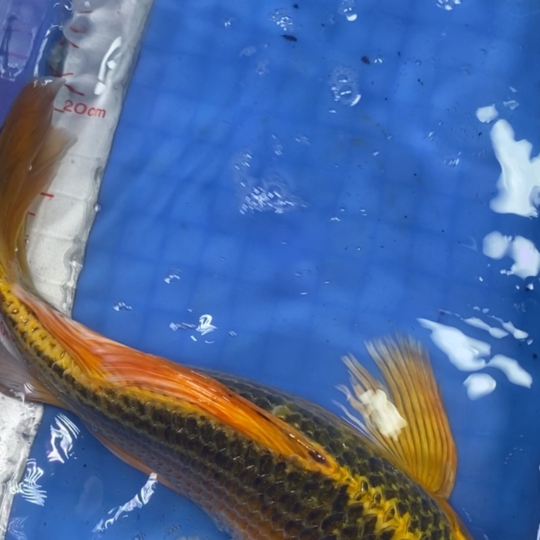锦鲤冷水锦鲤包邮