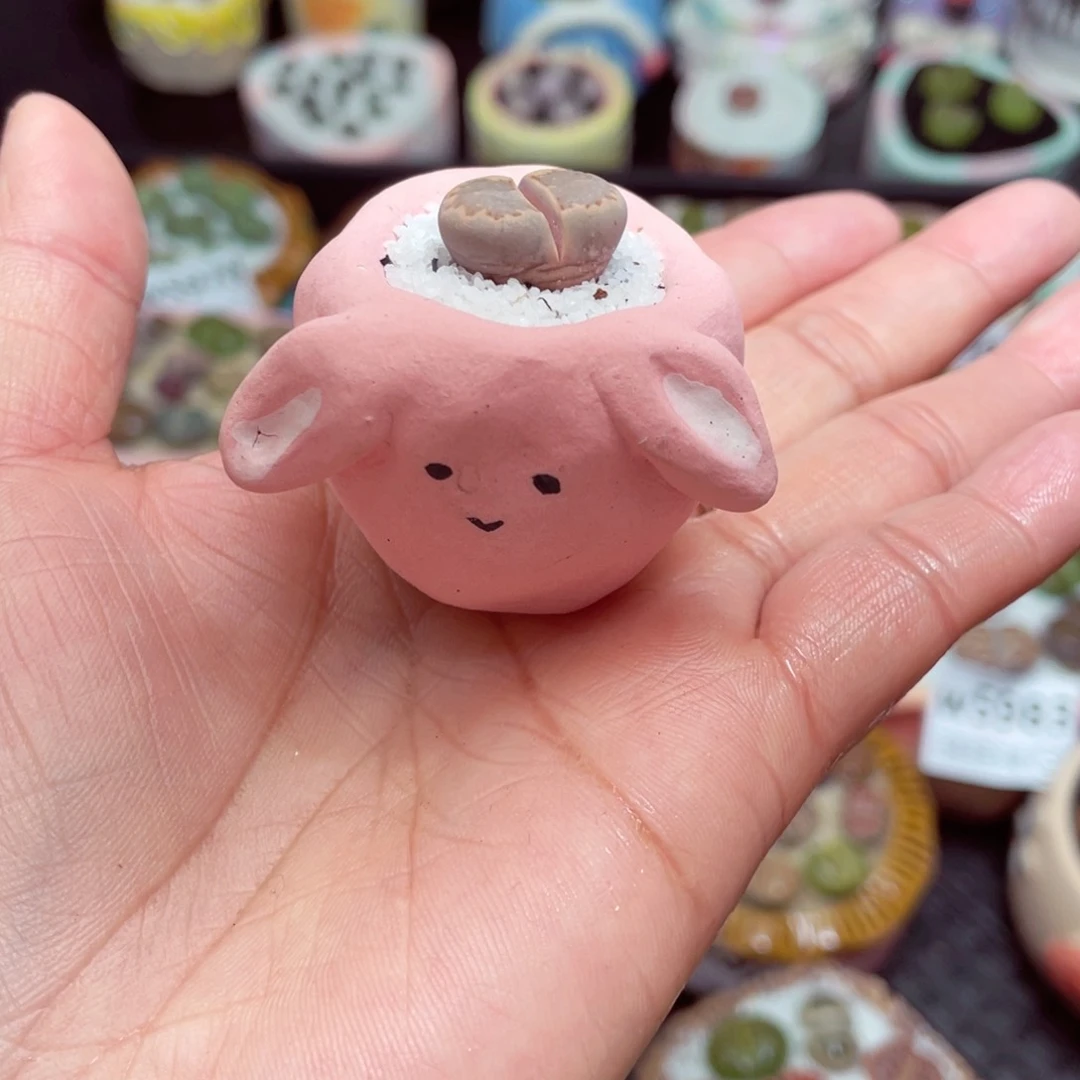 w5995 -零下地区拍保温箱-15支持寄养