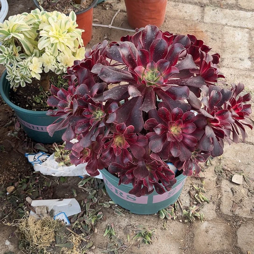 11美杜莎法师多肉植物