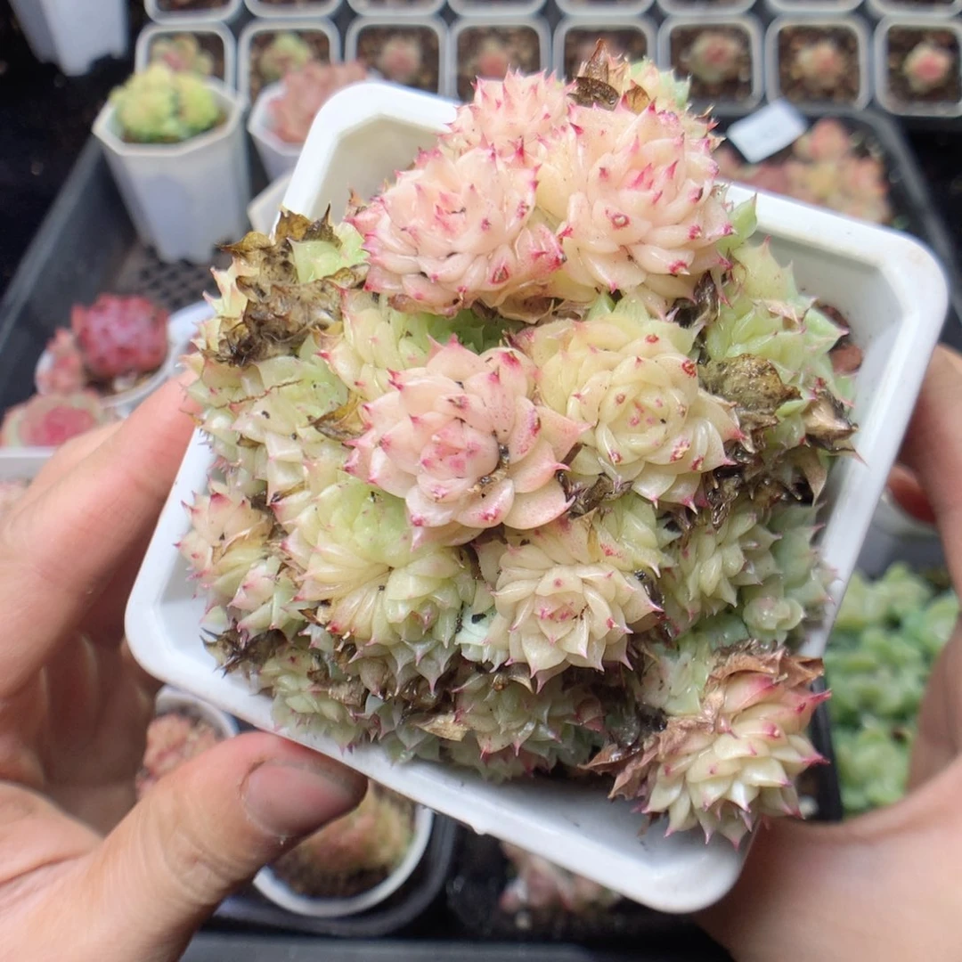 无花朵E54。yyyyyyyy