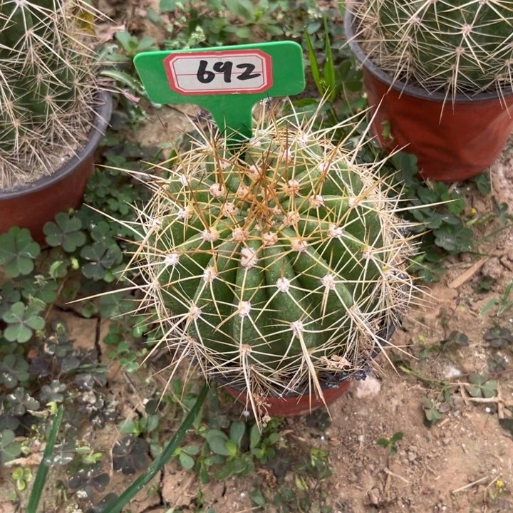 692，毛花柱712有干皮