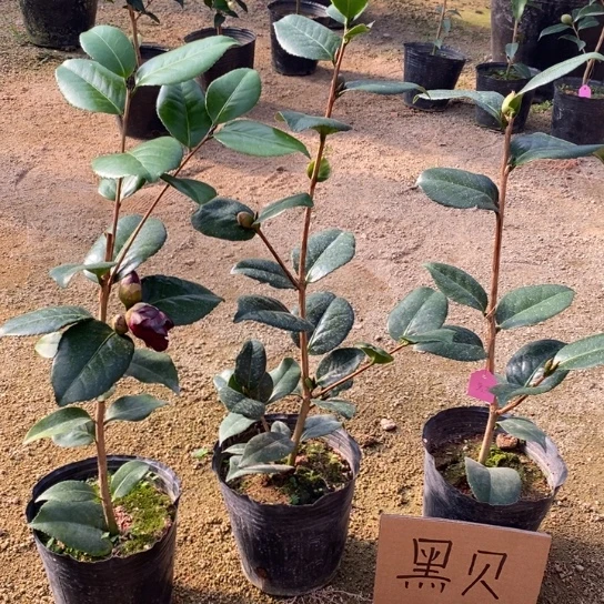 当前无花栽培后可以开花