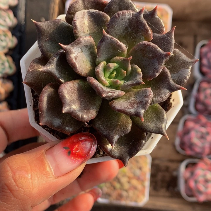 黑饺子皮  （满9.9包邮不满9.99发叶子）