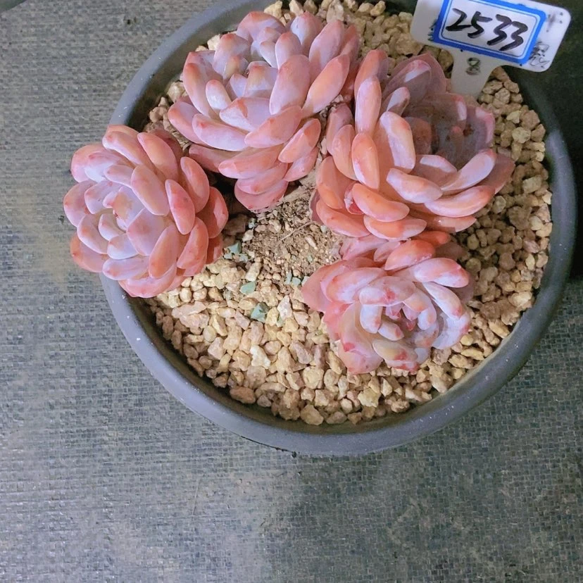 【闪购商品】薪**橙2533