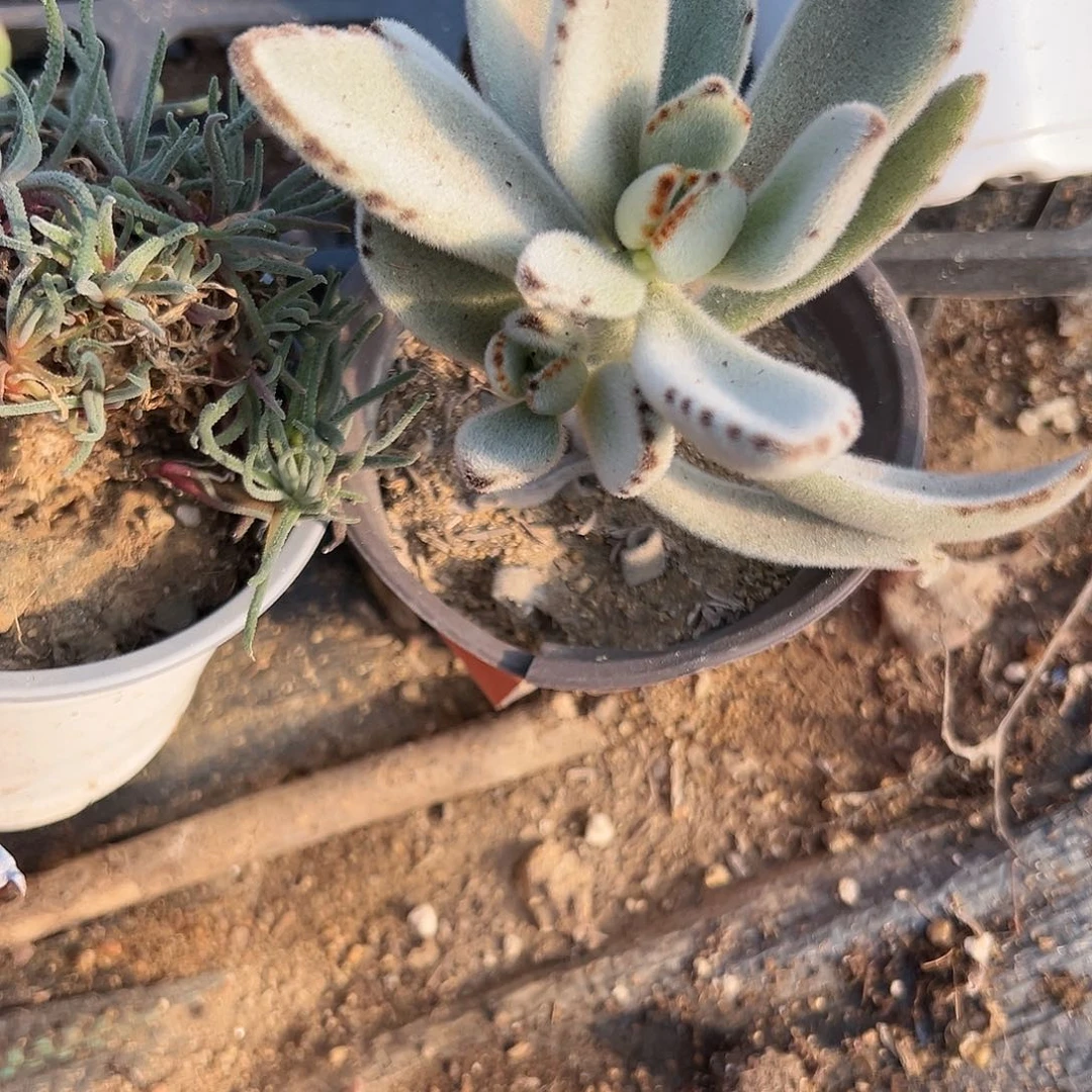 多肉植物月兔耳群