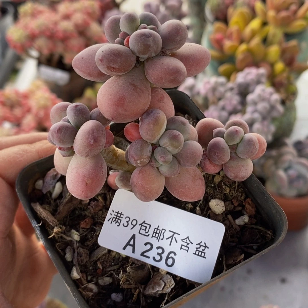 一代苹果奶7cm236多肉植物