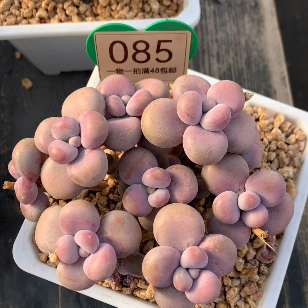 腰子蛋老桩开播福利085