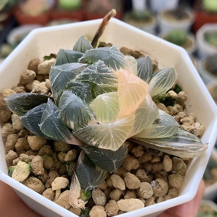 巨大化白赤线玉露锦带盆土