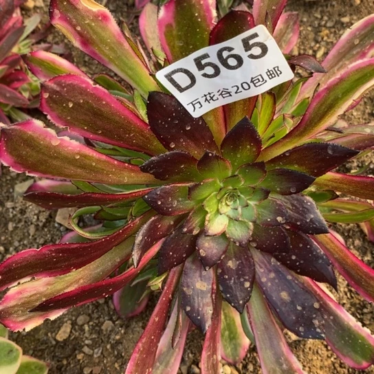 565黑铜白变异多肉