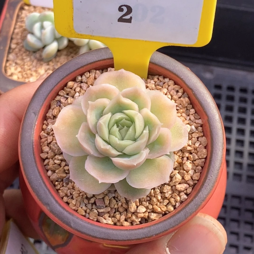 22水晶虾饺多肉植物