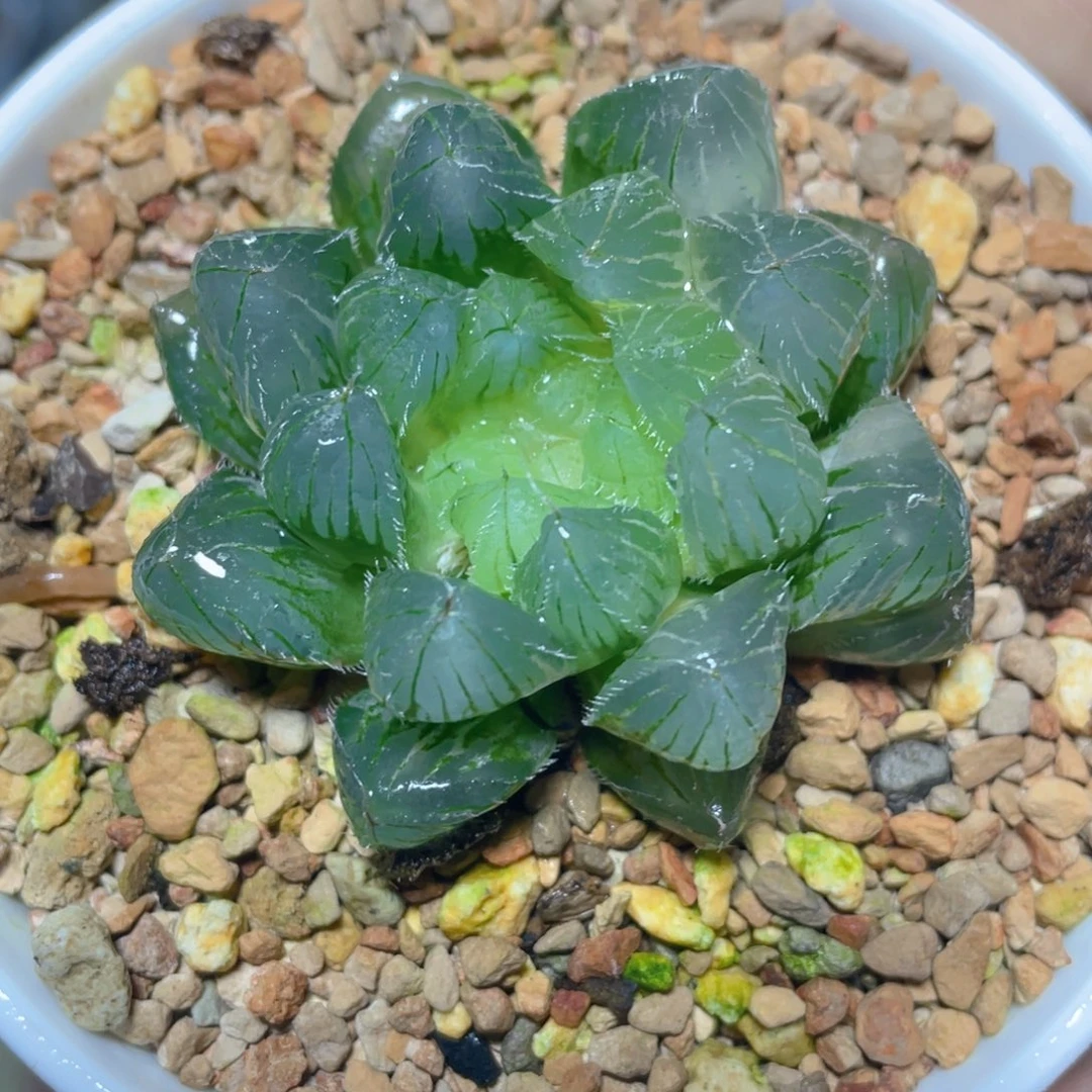 十二卷多肉实生玉露锦。