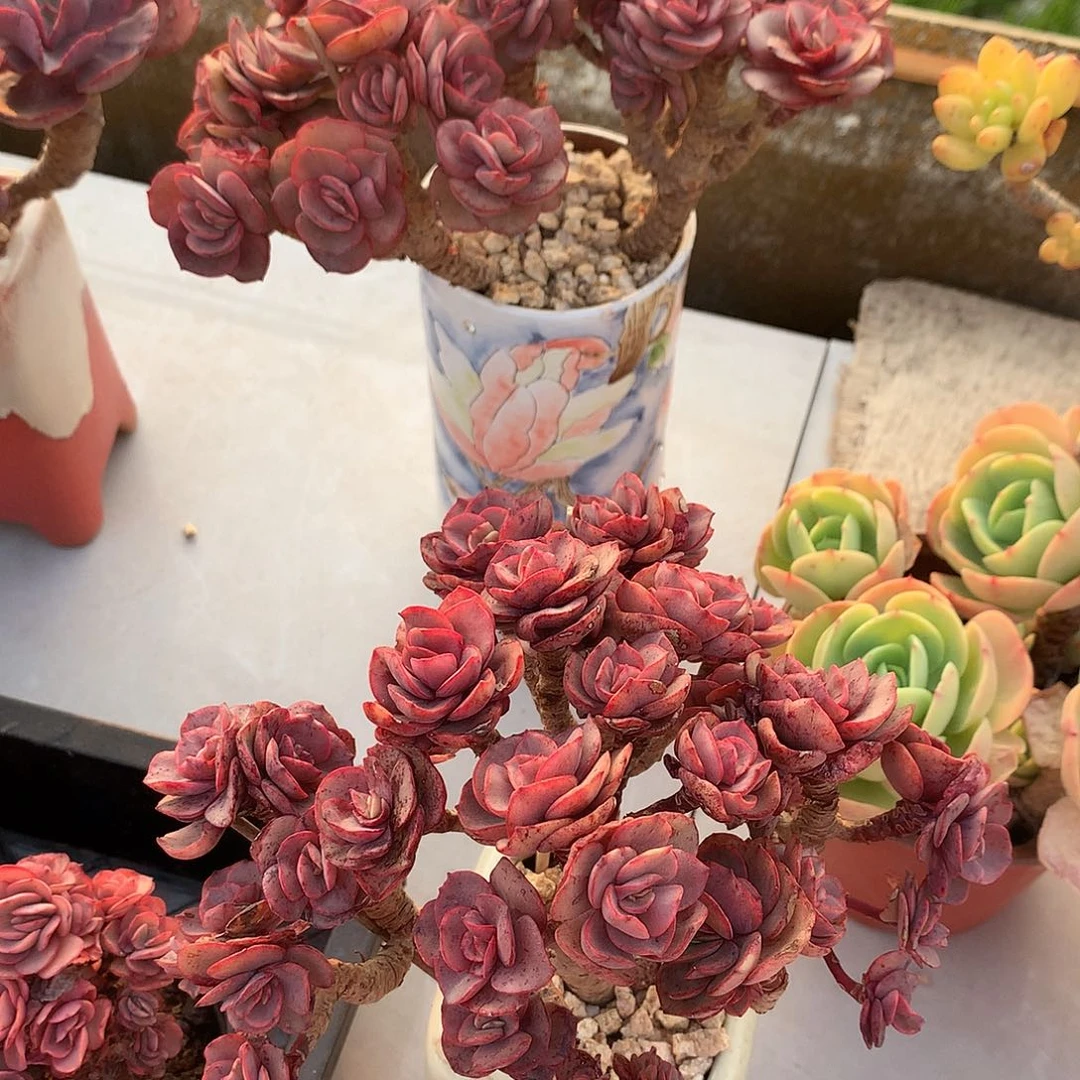 小叶秀妍多肉植物两颗