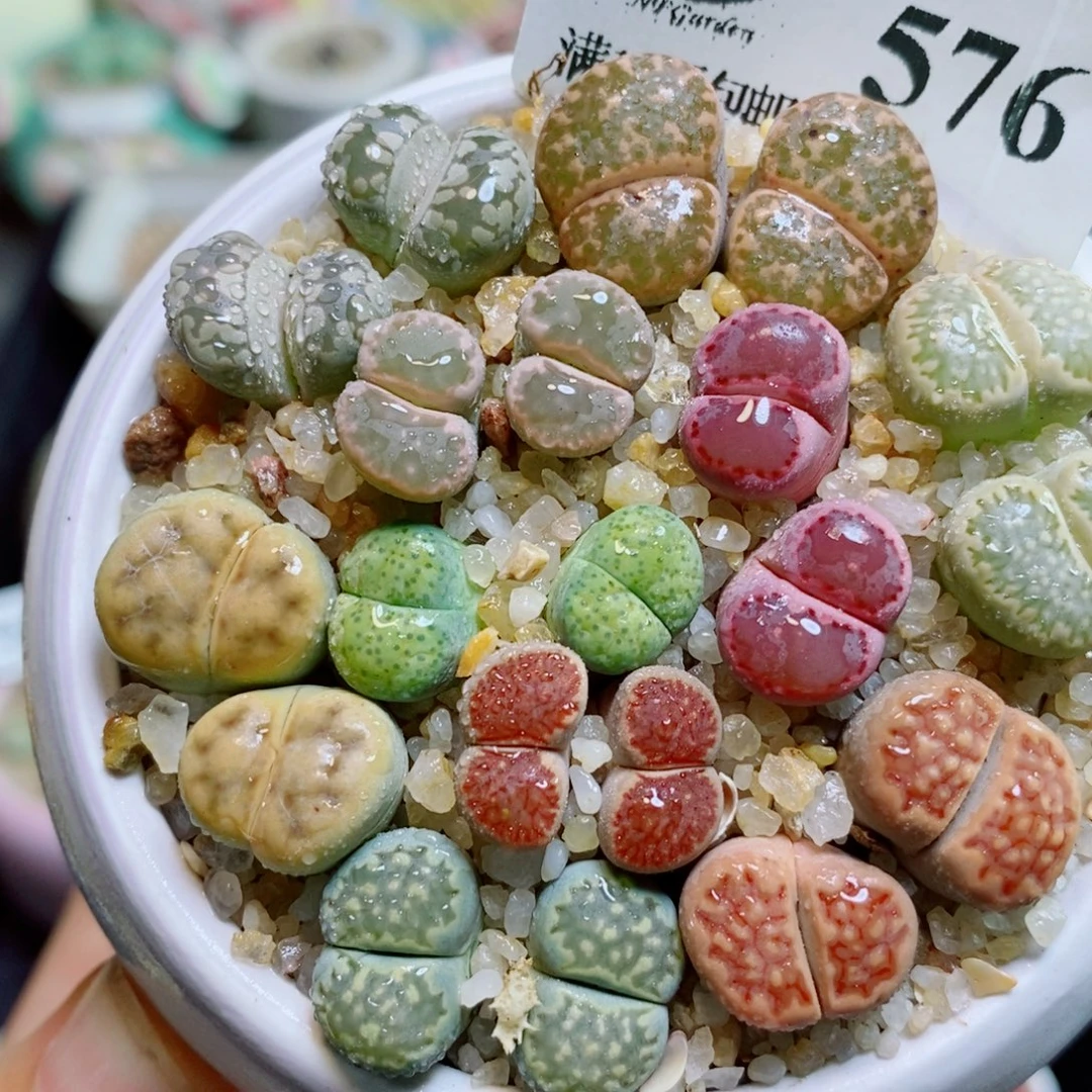 生石花花花花花花花576