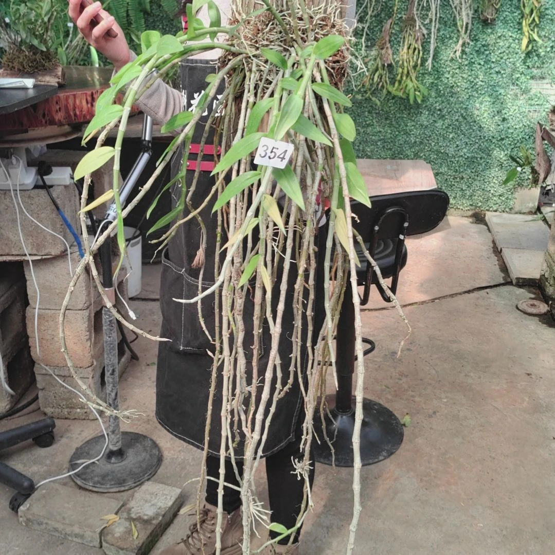 魔***下354天宫花卉植物花卉