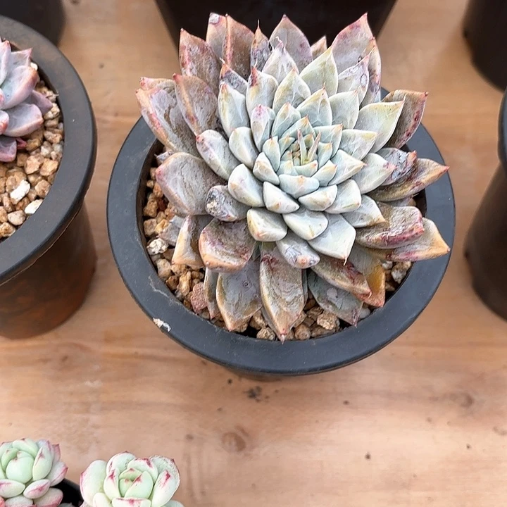 多肉植物，美人杂交