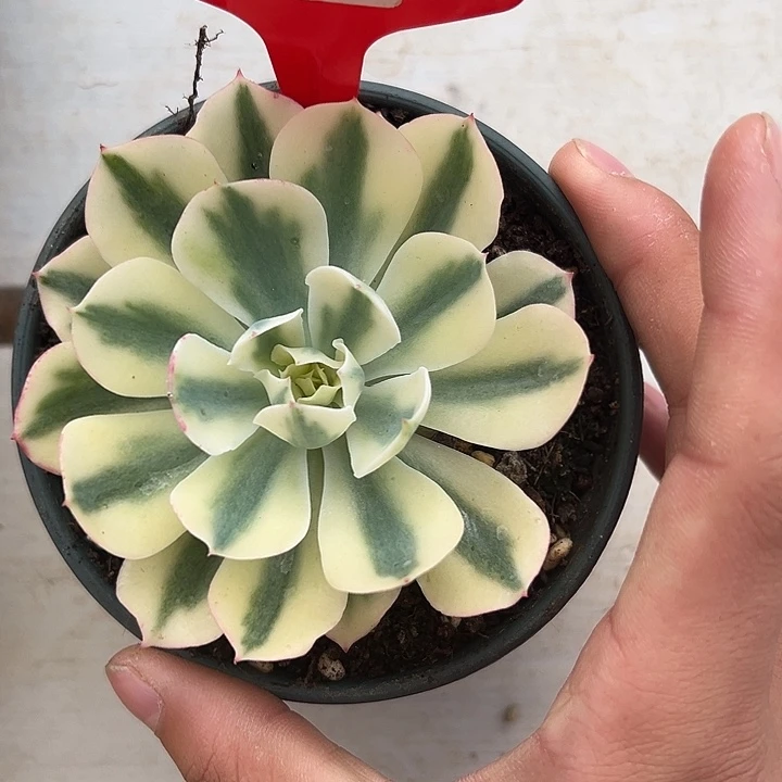 671号海啸锦多肉植物