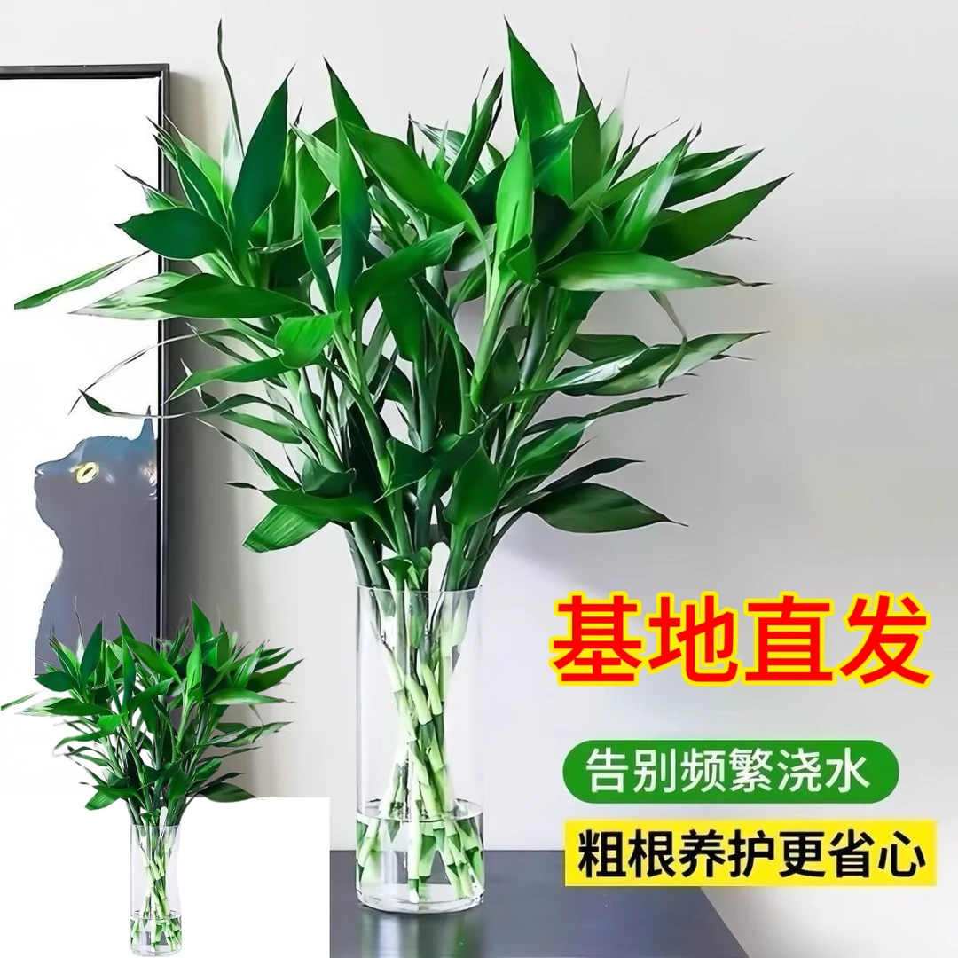 【大叶】【70cm-72cm】水培精品富贵竹招财水培植物水养绿植花卉