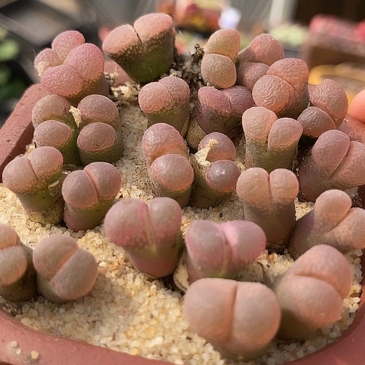 28530双头日系红网格风铃一颗