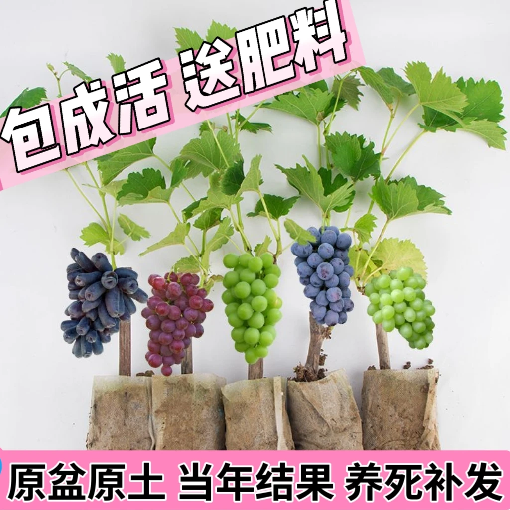 原土带叶葡萄树苗盆栽地栽阳台庭院南北方耐寒葡萄苗当年结果搭架