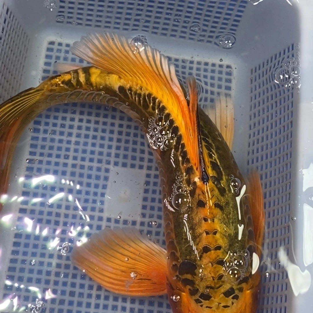 锦鲤冷水锦鲤包邮