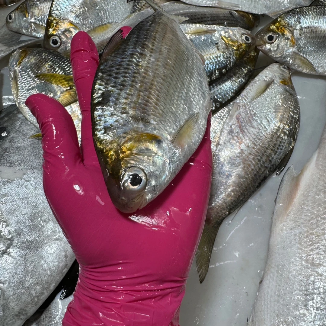 广东湛江发货新鲜野生海捕黄鱼天然黄鱼