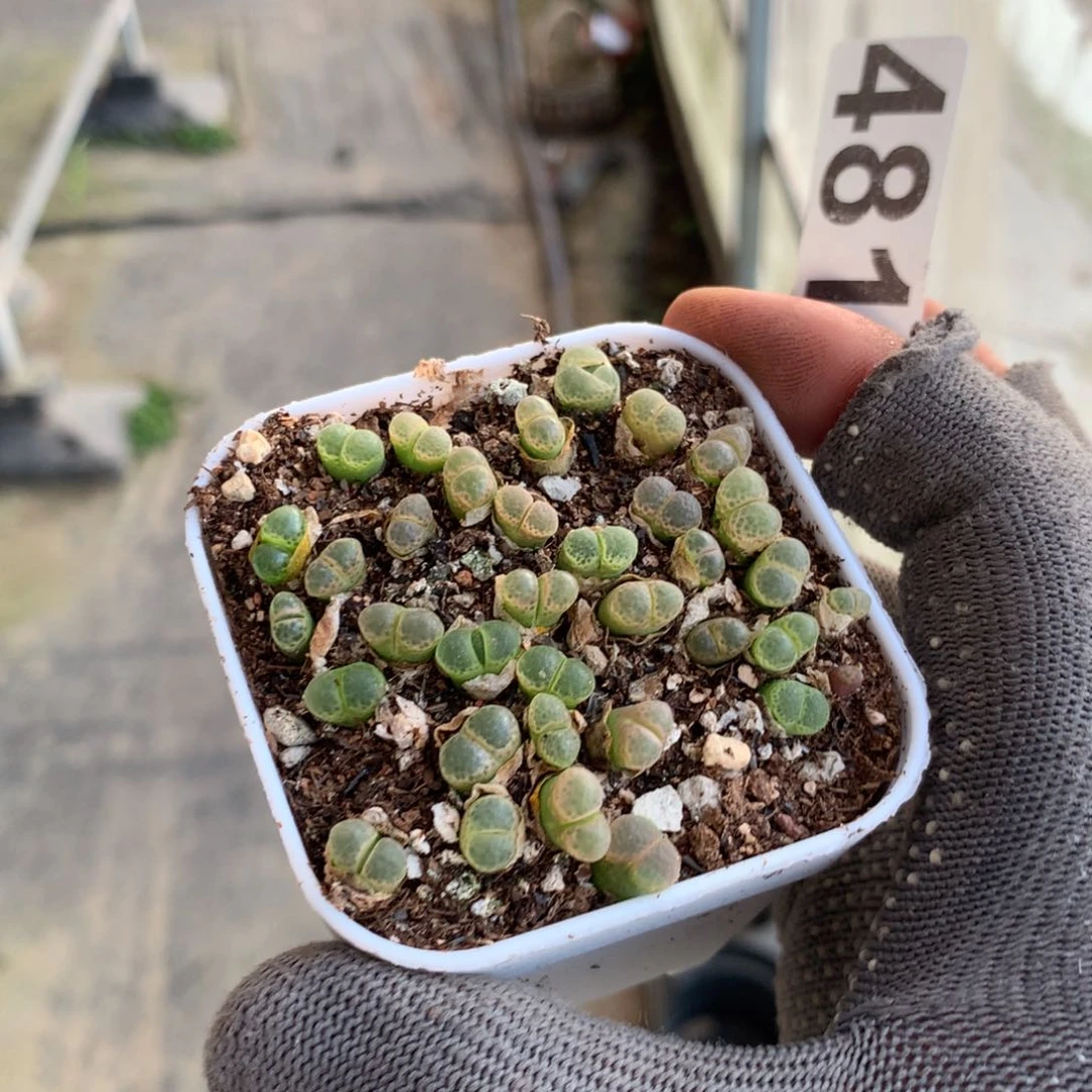 加****奶481粉樱风铃一盆