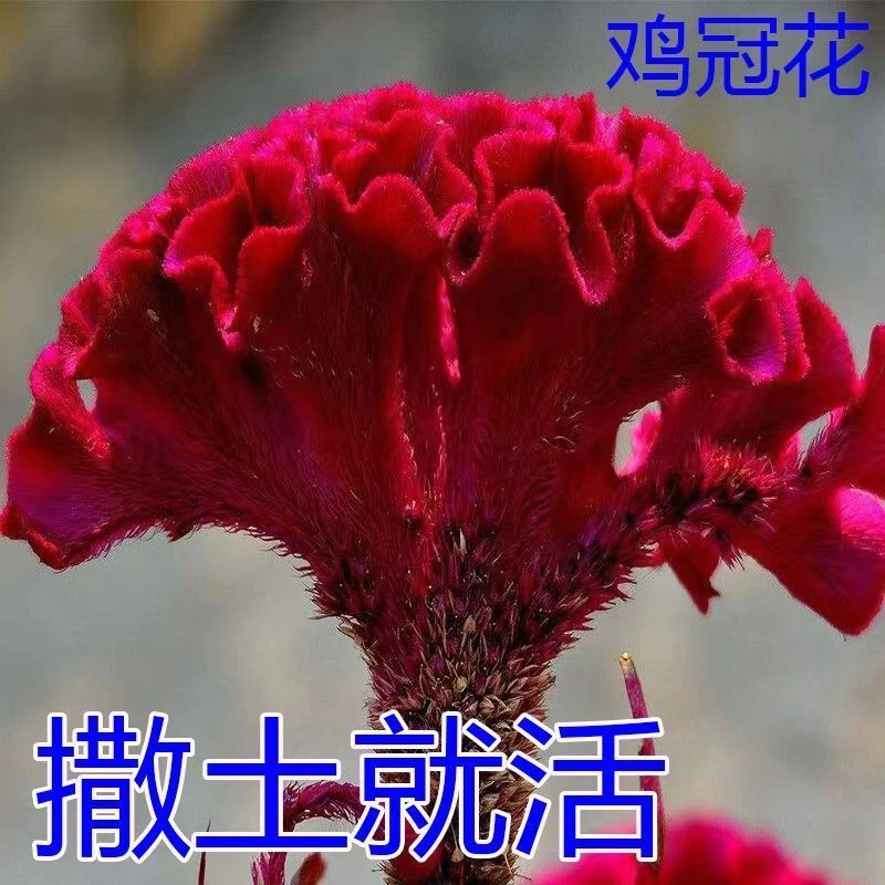 .-，精选高品质鸡冠花种子花种籽孑四季种易活庭院盆栽野花种子花